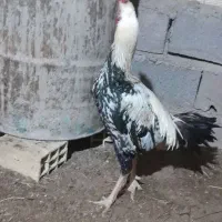 حیوانات مزرعه