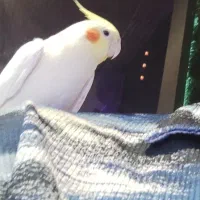 عروس هلندی گم شده