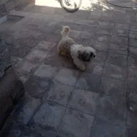 سگ شیتزو نر|سگ|رفسنجان, |دیوار