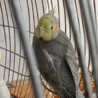 عروس هلندی..