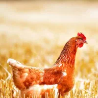 شاگرد برای مغازه مرغ فروشی می خوام