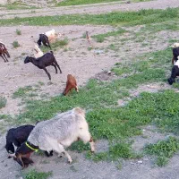 بز بزغاله دارشیش عدد