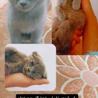 گربه اسکاتیش2ماهه|گربه|مشهد, شاهد (شهرک غرب)|دیوار