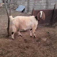 بز و بزغاله اصیل