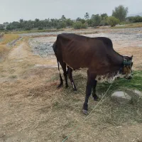 فروش گاو ماده