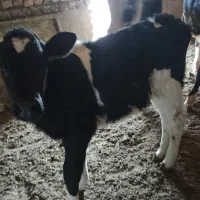 گوساله نر و ماده|حیوانات مزرعه|تربت جام, میان جام|دیوار