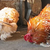 مرغ خروس کوشین|حیوانات مزرعه|بابل, |دیوار