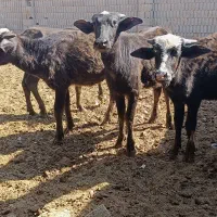 گوساله گاومیش اهوازی گاو