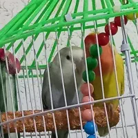 کوتوله برزیلی