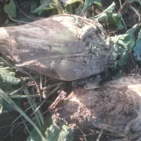 چغندر قند درشت|عمده‌فروشی|بشاریات, |دیوار