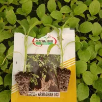 گلخانه تولید نشا