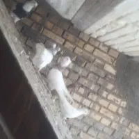 ویترینی کاشی وسیله موتور