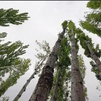 فروش درخت سپیدار در جیرفت بخش ساردوییه