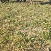 بز نر پاکستانی|حیوانات مزرعه|همدان, |دیوار