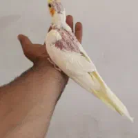 جوجه عروس هلندی