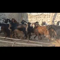 ۳۰ راس بزکهره دار و ابستن داشتی جوان|حیوانات مزرعه|لامرد, |دیوار