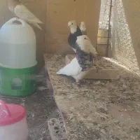 کفتر طوقی دو جفت
