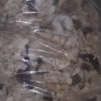 پشم لحاف فروشی