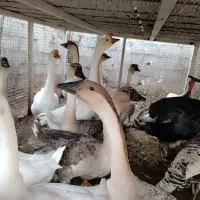 بوقلمون غو غاز|حیوانات مزرعه|ماسال, |دیوار