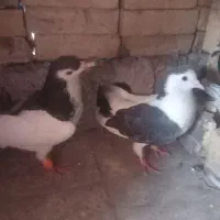 چنتا کفتر یا کبوتر برای فروش