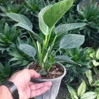 گل های مناسبت روز مادر رسید|گل و گیاه طبیعی|بیرجند, |دیوار