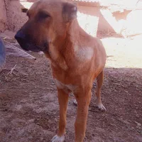 واگذاری ۲قلاده سگ گله|سگ|مشهد, تبادکان|دیوار