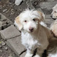 دو قلاده سگ نژاد ترییر|سگ|کوهیخیل, |دیوار