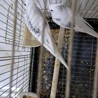 ۳جفت عروس هلندی مولد دوکت|پرنده|پاکدشت, پاکدشت (مامازند)|دیوار