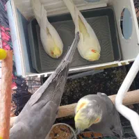 عروس هلندی|پرنده|قم, سید معصوم|دیوار