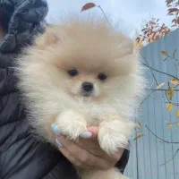 پرورشگاه سگ پامر خرسی/پامرانین گرید A+