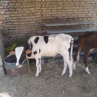 عجل