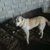 سگ کله سه ساله