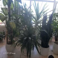 فروش گل