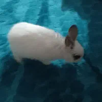 خرگوش مینیاتوری|موش و خرگوش|باقرشهر, |دیوار