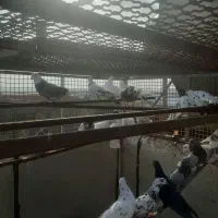 کفتر|پرنده|فشاپویه, |دیوار