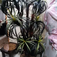 فروش نخل مصنوعی خارجی|گل مصنوعی|برخوار, |دیوار