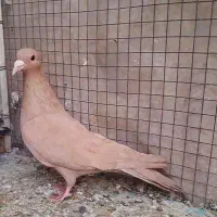 پرنده.کبوتر