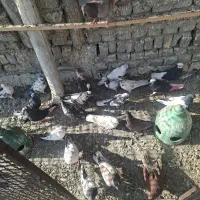 کفتر تهرانی|پرنده|قرچک, مهدیه|دیوار