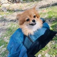 پامر روباهی نژاد دار