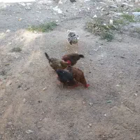 مرغ خانگی توخمی|حیوانات مزرعه|شیراز, رکنآباد|دیوار