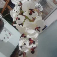 گل مصنوعی ارکیده|گل مصنوعی|اصفهان, جلالیه|دیوار