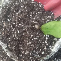 خاگ گل و کاکتوس