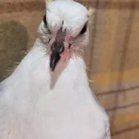 جوجه پرشی/شرطی/تضمینی/ببرید بعدا پول بدید/شهرک غرب