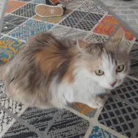فروش گربه نژاد خاص وزیبا سنجابی