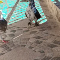 کبوتر