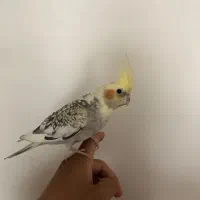 عروس هلندی جفت