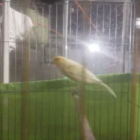 قناری بلند 2تا|پرنده|ری, سیزده آبان|دیوار