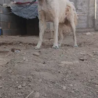 واگذاری سگ|سگ|برخوار, |دیوار
