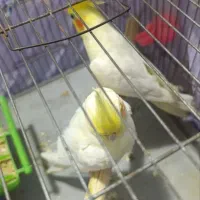 پرنده مولد طوطی عروس|پرنده|تهران, شهرک استقلال|دیوار