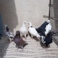 کبوتر شکار